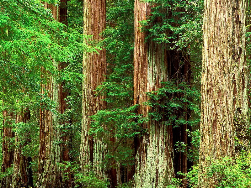 Untitled , big basin redwood state park, california, HD wallpaper