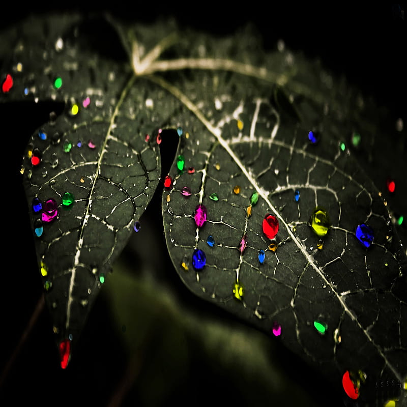 Color Leaf, color, leaf, HD phone wallpaper