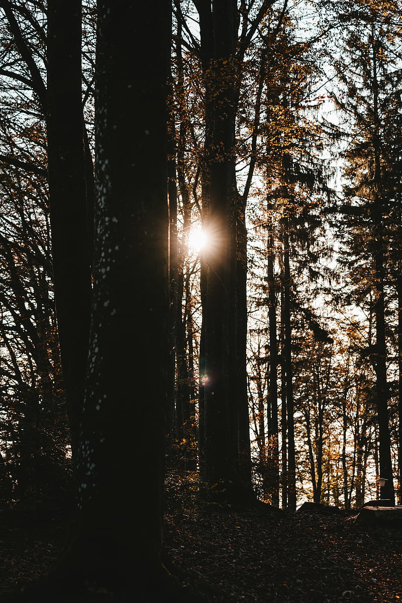 forest, trees, sun, flare, dark, HD phone wallpaper