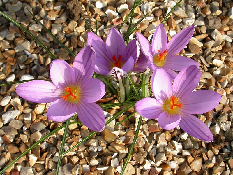 Crocuses, flower, colour, mauve, HD wallpaper | Peakpx