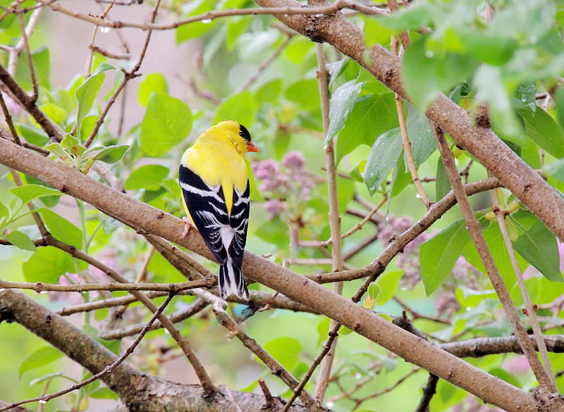 American Goldfinch, Animal, Spring, Bird, graphy, HD wallpaper