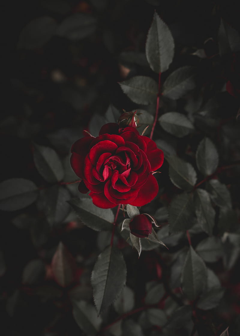 Rose, love, red, bud, flower, flowers, HD phone wallpaper | Peakpx