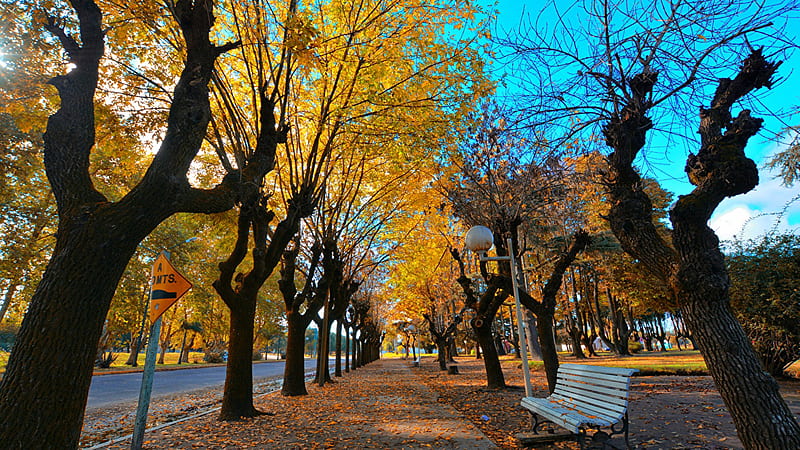 Beautiful Garden Park Wood Bench Yellow Autumn Trees Under Blue Sky Nature, HD wallpaper