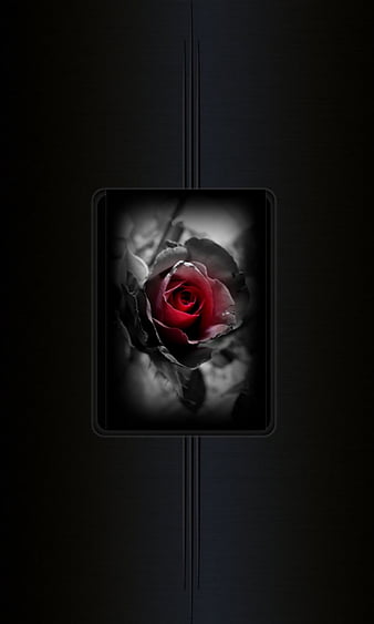 Dark Red Rose Wallpaper Phone | Dark red roses, Dark red wallpaper, Red  roses wallpaper