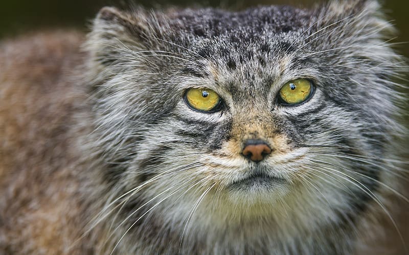 Manul - Pallas's Cat, pallas cat, animal, pisici, wildcat, otocolobus manul, face, pisica de stepa, cat, HD wallpaper