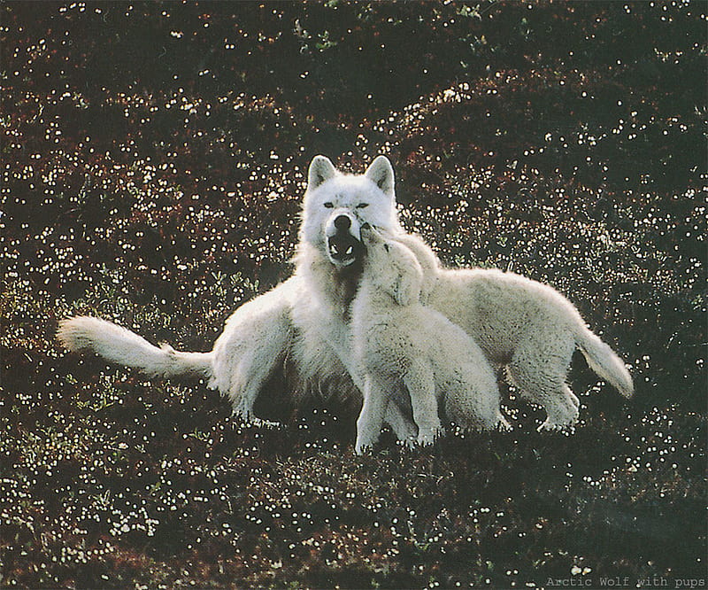 Arctic Wolves with Pups, artic, wolves, dog, canine, pups, HD wallpaper ...