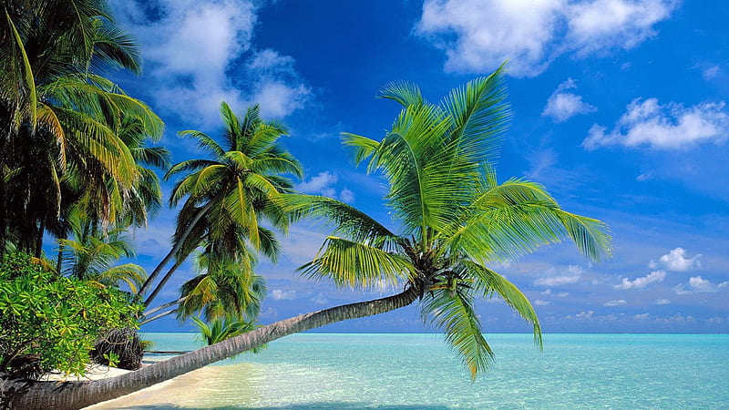 Palm Tree Near Clear Blue Ocean Under Blue Sky With Clouds Nature, HD wallpaper