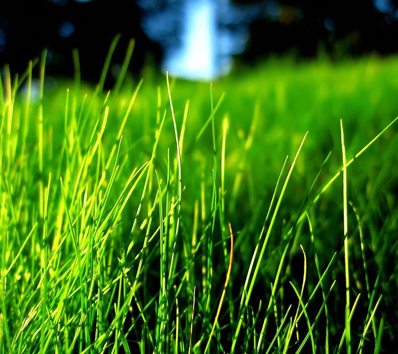 Grass, cool, green, HD wallpaper | Peakpx