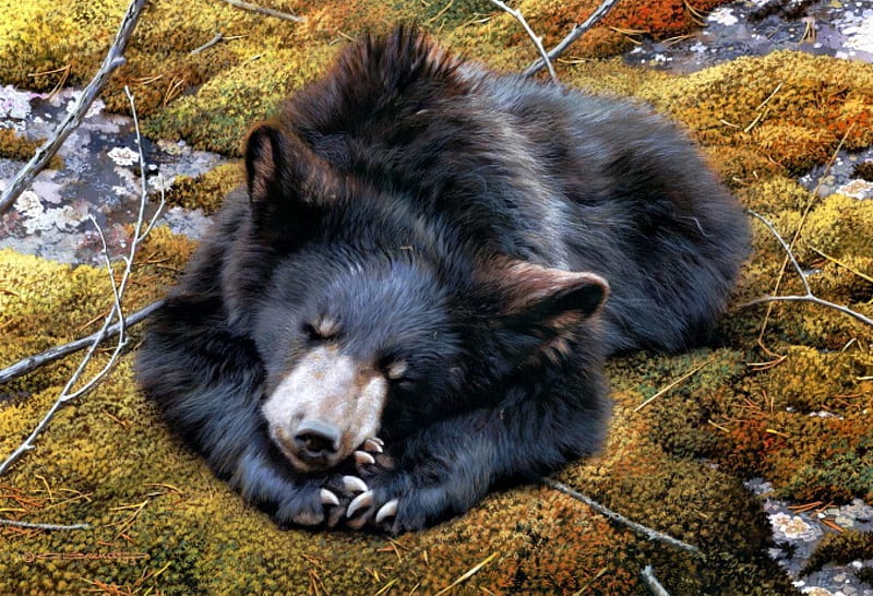 Oso durmiendo, oso, árbol, patas, durmiendo, Fondo de pantalla HD | Peakpx