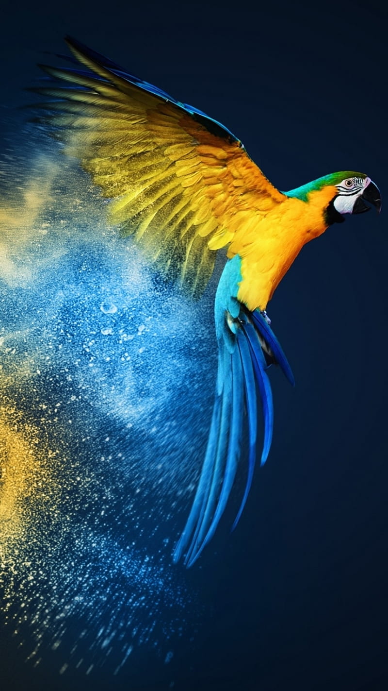 Parrot, aves, bird, birds, blue, flowers, love, parrots, HD phone wallpaper