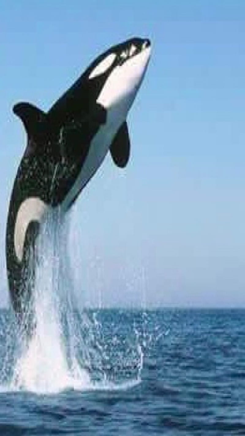 orca, whale, ses, HD phone wallpaper
