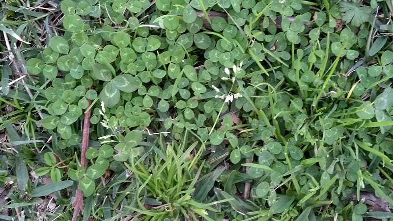 Clover Patch, clovers and grass, clovers, clover, grass, HD wallpaper ...