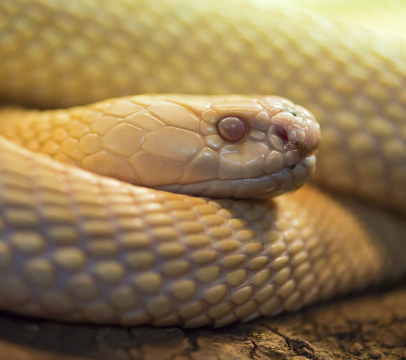 Snakes 6, animals, pets, reptiles, scary, slimy, HD wallpaper
