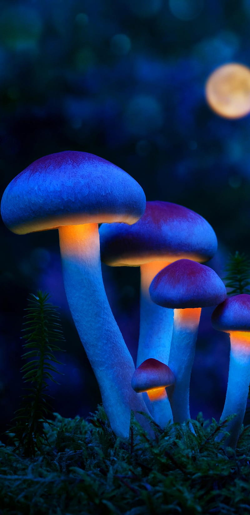 Blue Mushrooms, blue mushroom, HD phone wallpaper