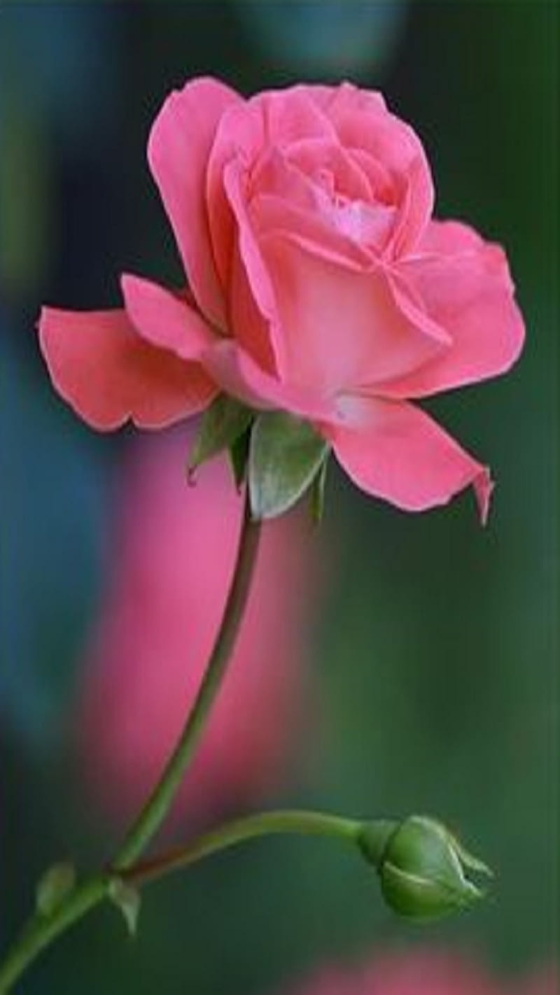 Rose, flower, HD phone wallpaper | Peakpx