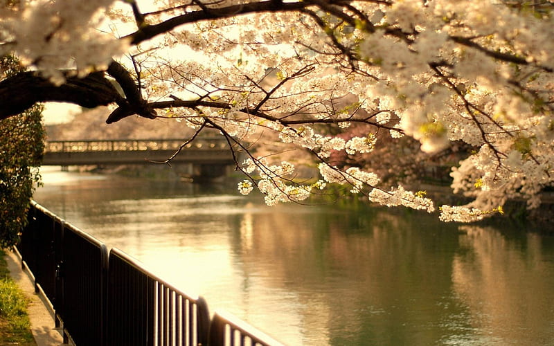 cherry tree bridge spring flowering-, HD wallpaper
