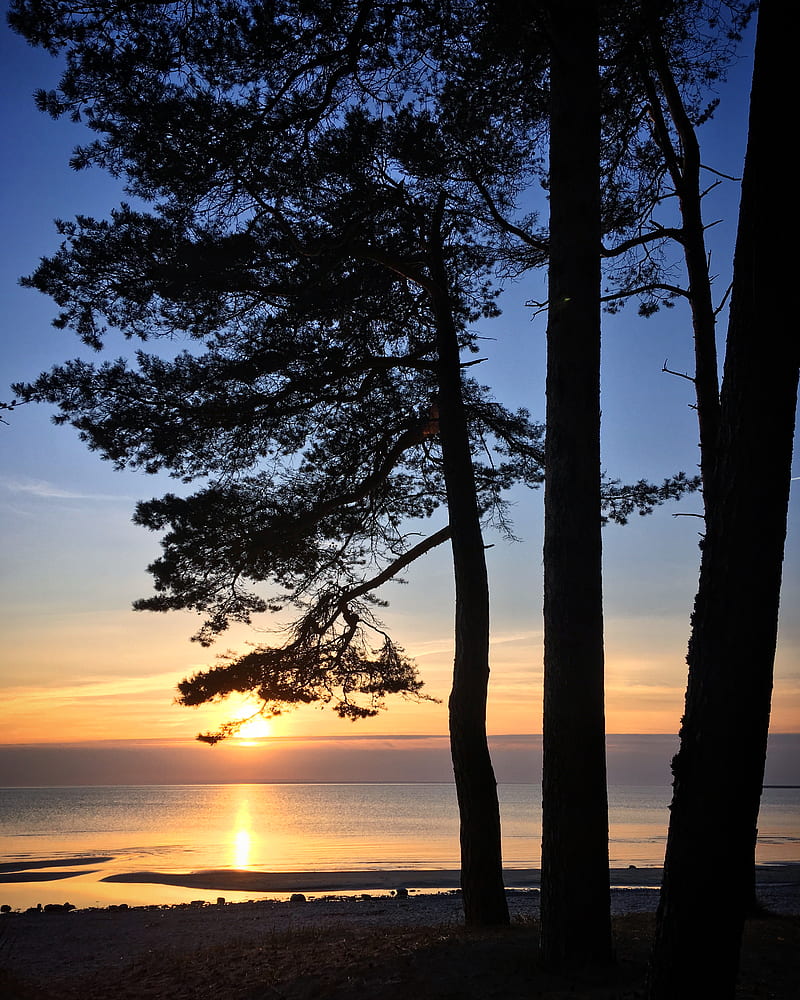 pine, sun, coast, water, glare, HD phone wallpaper