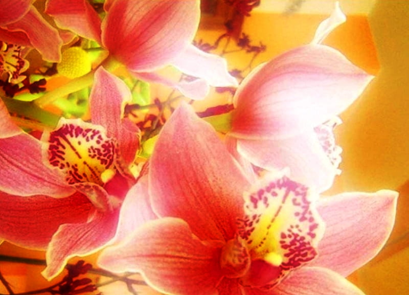 Pink orchid, red, colorful, orange, bonito, pleasant, orchid, flowers, simple, nature, pink, HD wallpaper