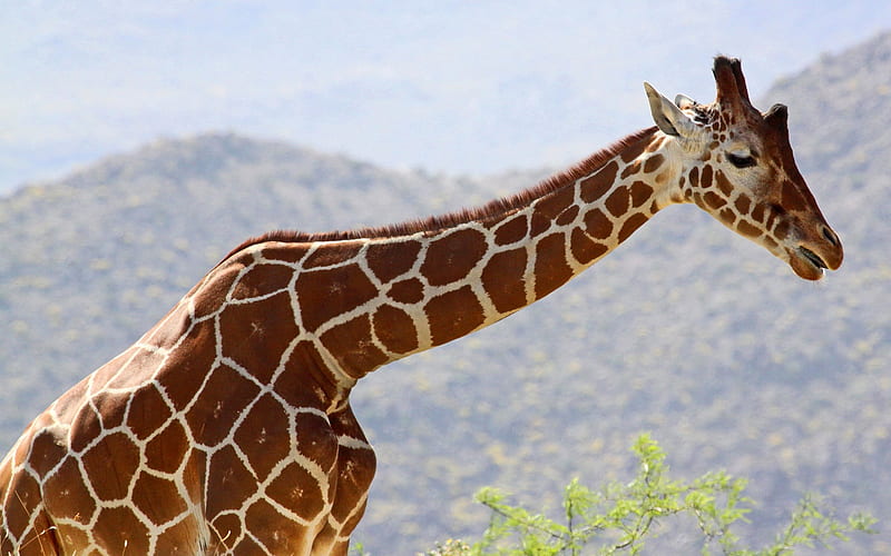 giraffe, Africa, wildlife, big giraffe, long-necked animal, HD wallpaper