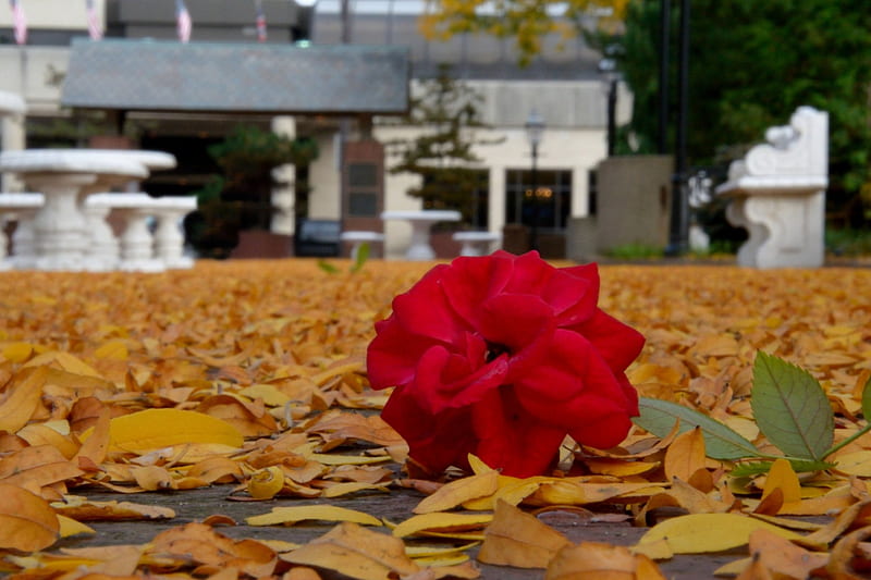 Autumn Rose, rose autumn, autumn colors, autumn leaves, macro rose