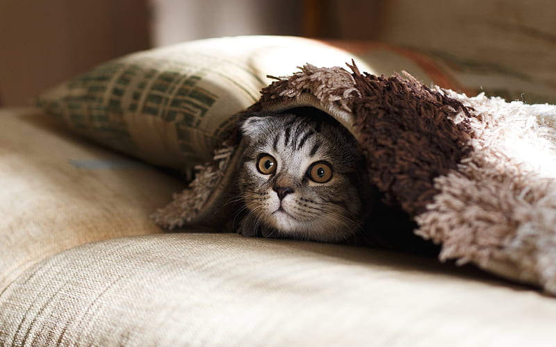 brown Scottish fold in brown thick-pile blanket, HD wallpaper