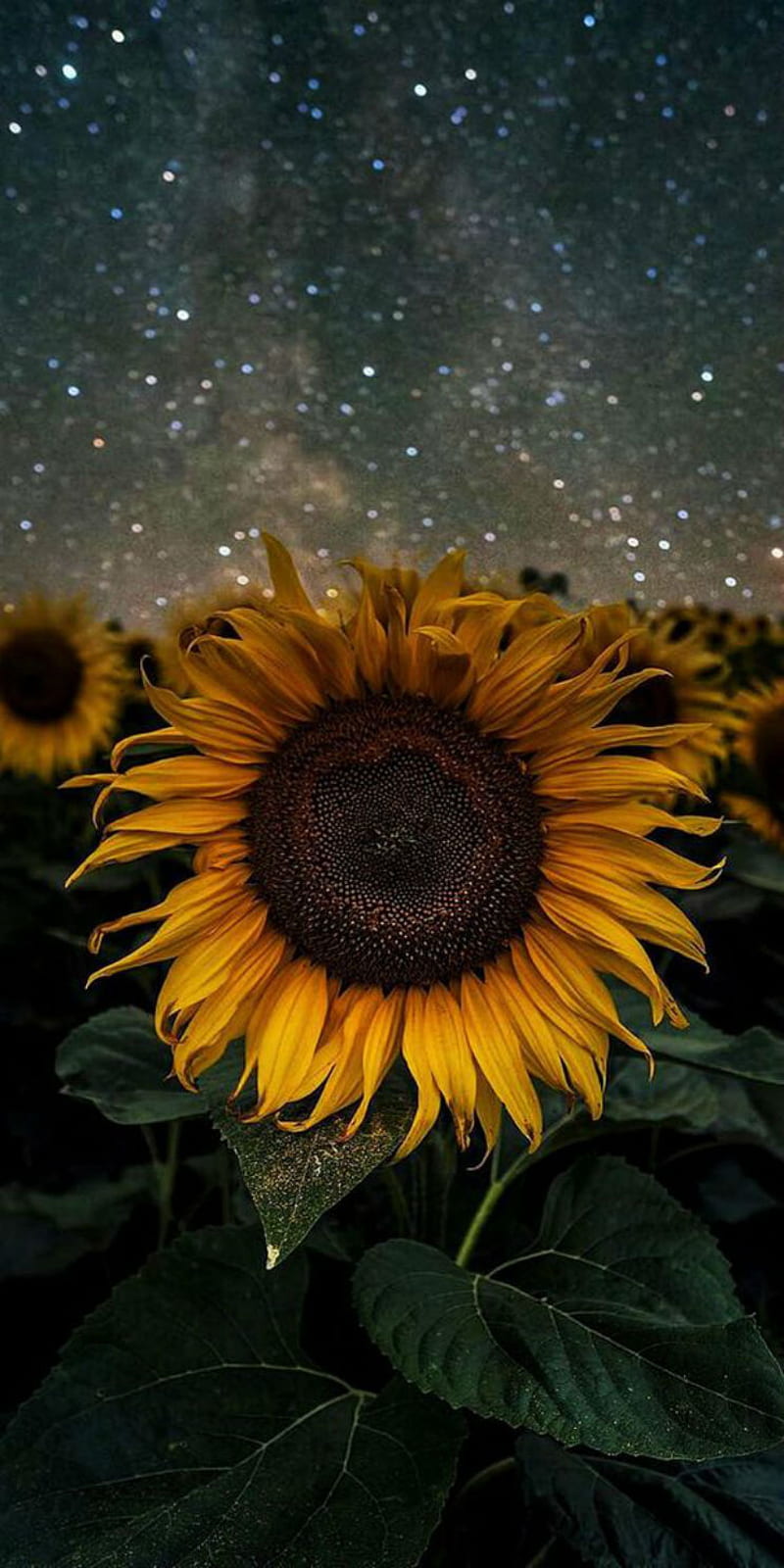 Sunflower stars, starry, space, sky, fields, night, petals, yellow, sunflowers, HD phone wallpaper