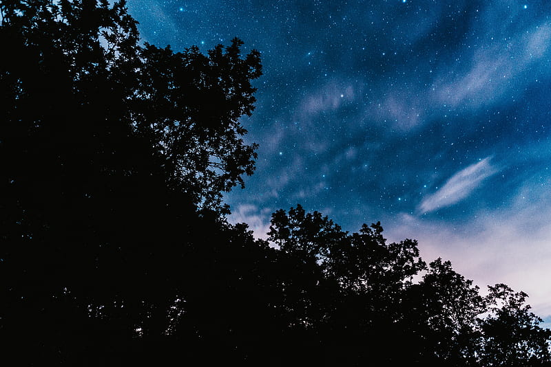 starry sky, trees, night, stars, clouds, dark, HD wallpaper