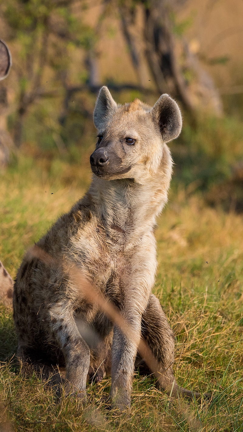 Hyena , grass, predators, hyenas, animal, wild, HD phone wallpaper