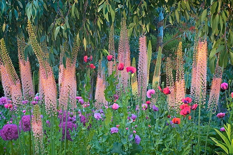 Foxtail Lilies and Friends, purple, eucalyptus, poppies, magenta, garden, purple magenta poppies, pink, HD wallpaper