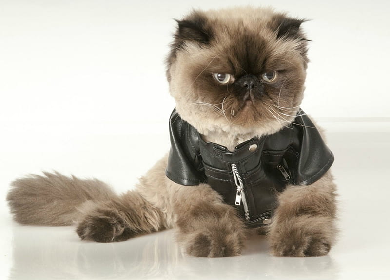 Superstar rock, cute, black, funny, white, cat, animal, HD wallpaper |  Peakpx