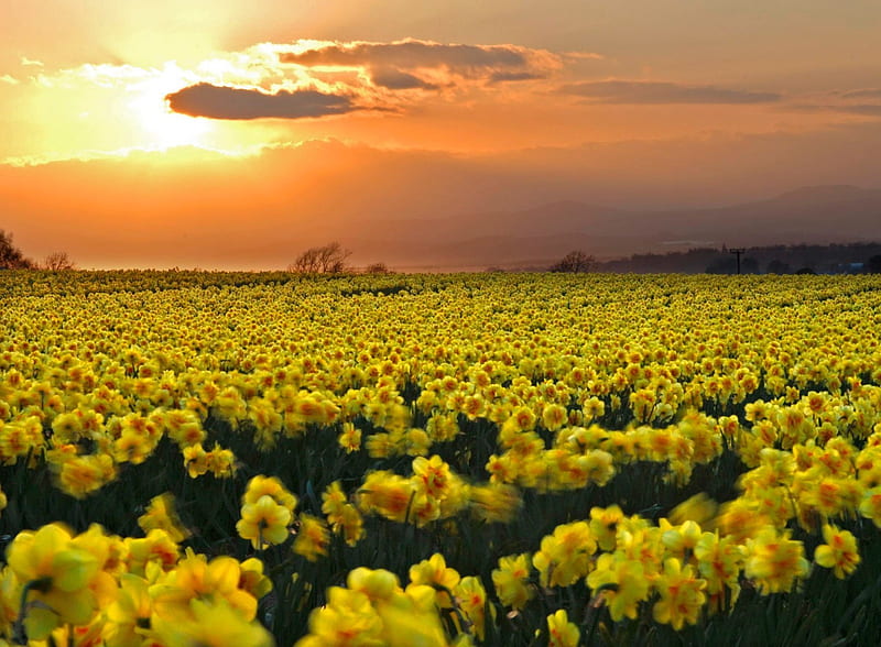 Field of Daffodils, orange, daffodils, farms, yellow, bonito, clouds, nice, green, landscapes, flowers, beauty, fields, sunrise, plantations, amazing, horizon, colors, trees, daisies, cool, plants, awesome, daisy, HD wallpaper