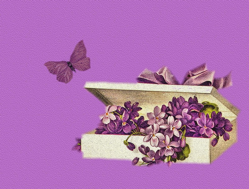 **Soft Purple in Spring**, pretty, box, sweet, flutter, butterfly, splendor, love, flowers, butterfly designs, florals, wings, lovely, ribbon, scent, cute, cool, purple, flying, violet, gifts, colorful, bow, bonito, fragrance, seasons, leaves, blossom, gentle, blooms, animals, colors, spring, soft, buds, bouquet, summer, tender touch, nature, HD wallpaper