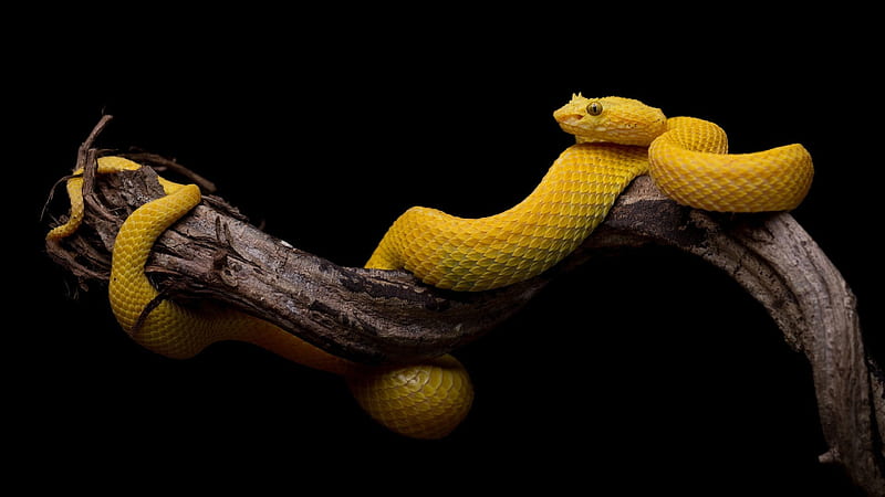 yellow snake on tree branch in black background animals, HD wallpaper