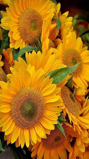 Sunflowers ***, kompozycja, martwa, sloneczniki, nature, HD wallpaper ...