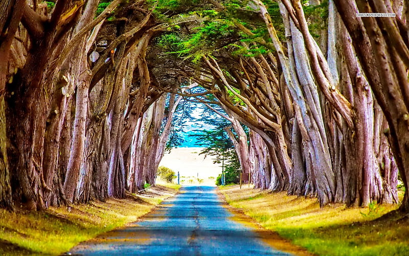 Trees on the Both sides of the Road, path, nature, road, trees, HD wallpaper