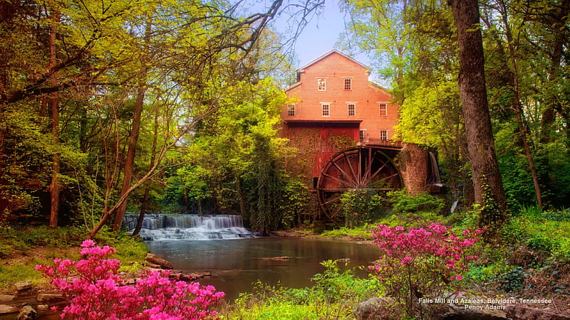 Falls Mill and azaleas, Belvidere, Tennessee, forest, stream, mill, bonito, creek, trees, flowers, azaleas, Tennessee, falls, HD wallpaper
