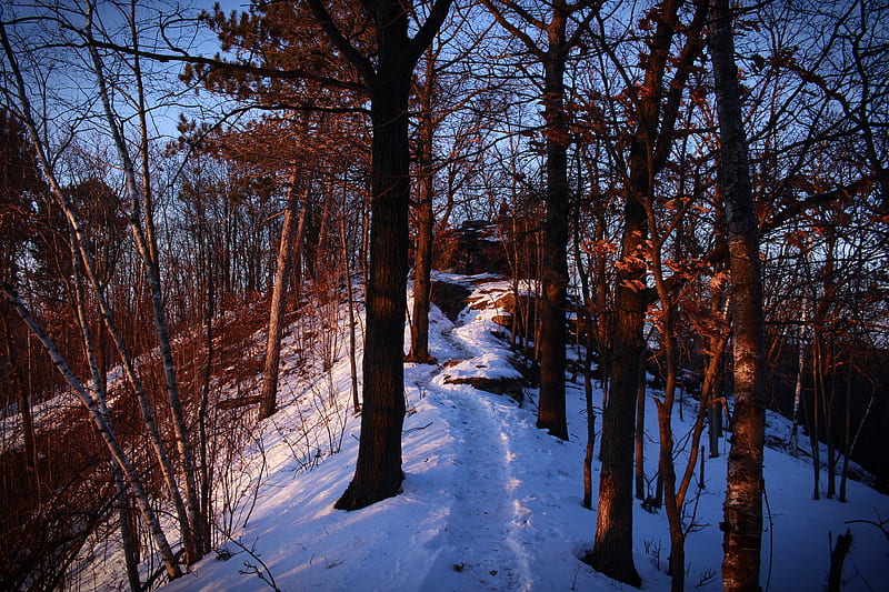 Winter Scene, pretty, rural, forest, snow, path, nature, trees, winter, U, HD wallpaper
