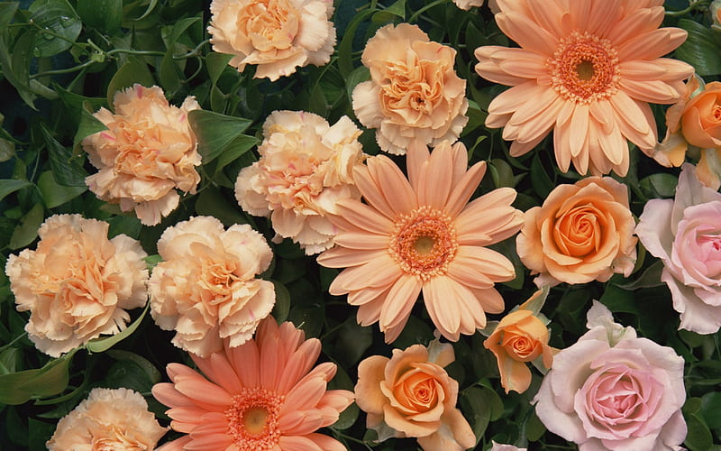 Orange Flowers, orange, colors, roses, leaves, day, peach, petals, daisy, stem, HD wallpaper