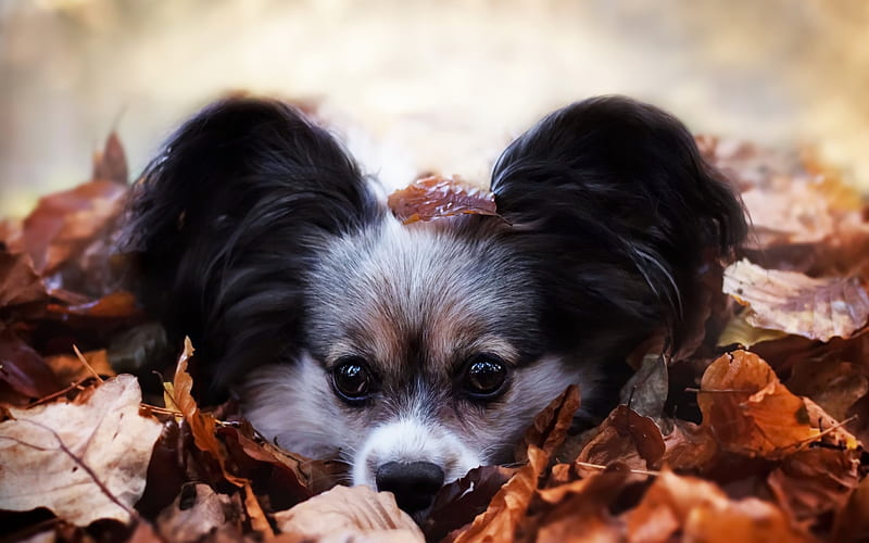 cute dog, autumn, leaves, dog, big ears, pets, HD wallpaper