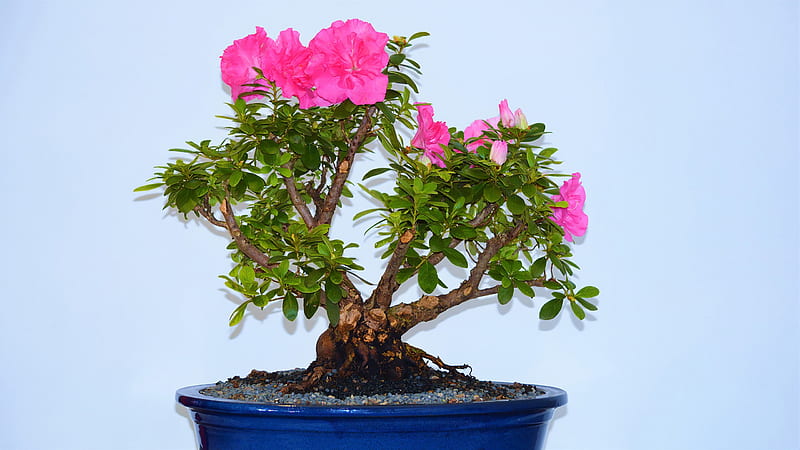Pot Plant Tree With Pink Flowers Pink, HD wallpaper | Peakpx
