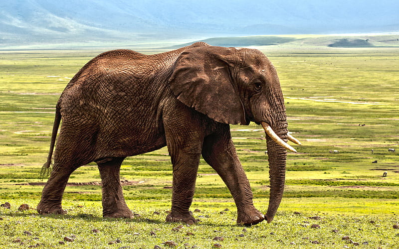 African elephant african steppe, savannah, elephants, grassland, Africa, wildlife, Loxodonta africana, HD wallpaper
