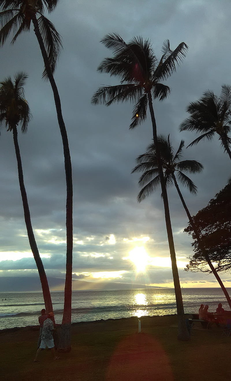 Maui Beach Beaches Tropical Hawaii Palm Tree Sunset Hd Mobile Wallpaper Peakpx