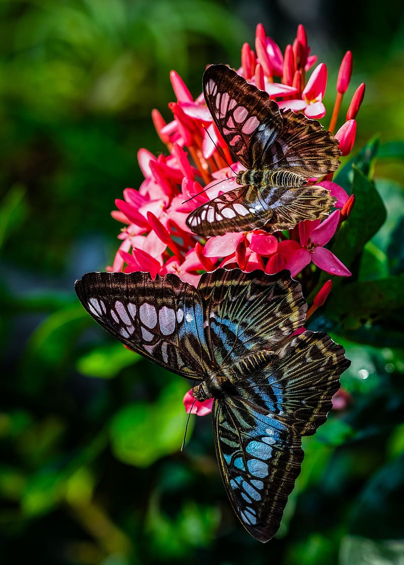 clipper, butterflies, wings, flower, macro, HD phone wallpaper