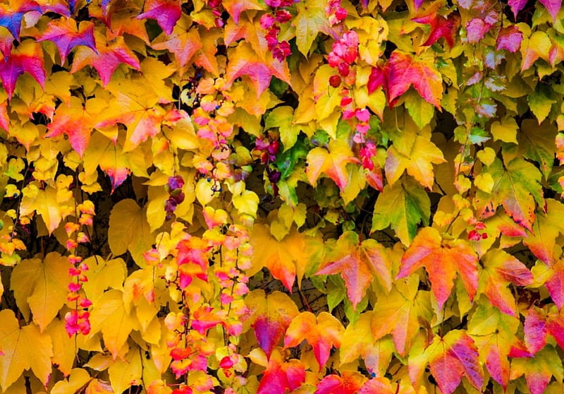 Autumn Vines, Fall, vines, leaves, Autumn, HD wallpaper