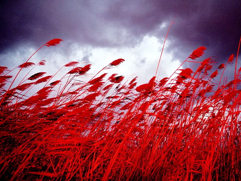 Field of Red Oats Fantasy, red, fantasy, wind, nature, clouds, field, oats, HD wallpaper