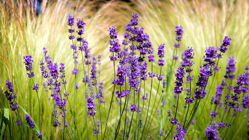 Lavender Field Blur Sharpen Flowers, HD wallpaper