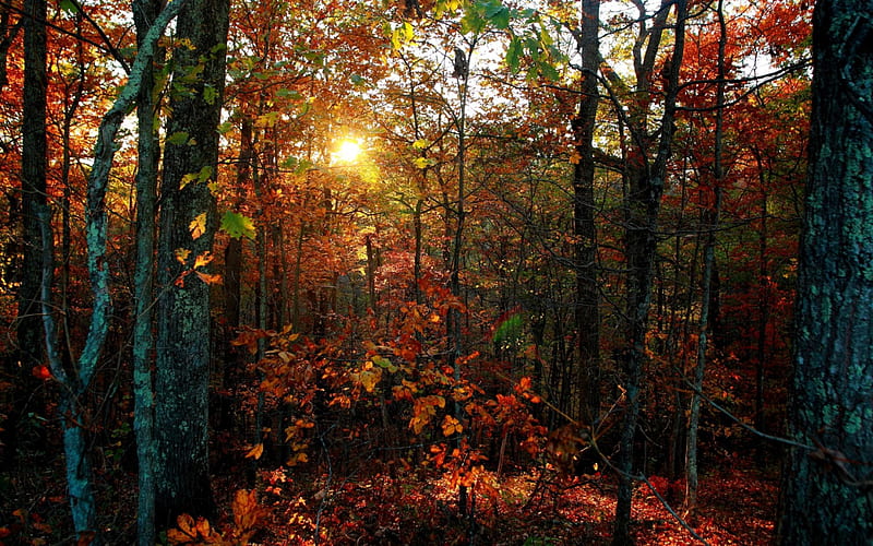 sun through a dense forest, dense, forest, autumn, sun, HD wallpaper