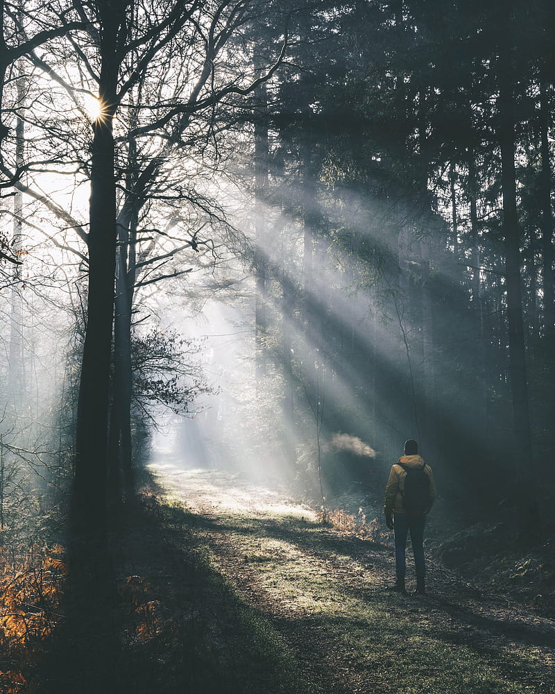 man, forest, sunlight, light, fog, nature, HD phone wallpaper