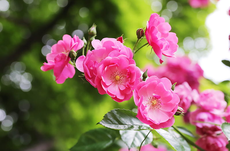 Flowers, Rose Bush, Branch, Flower, Pink Flower, Pink Rose, Rose, HD wallpaper