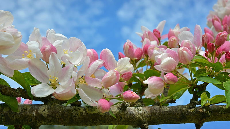 Apple Blossoms, flowers, blossoms, Spring, clouds, sky, branch, HD wallpaper